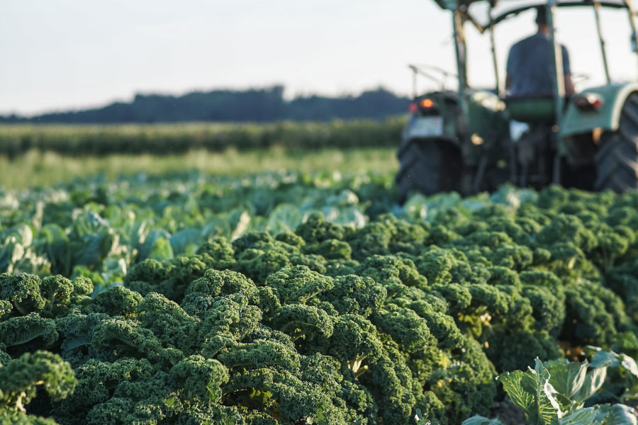 Dekoratives Bild Dekoratives Bild