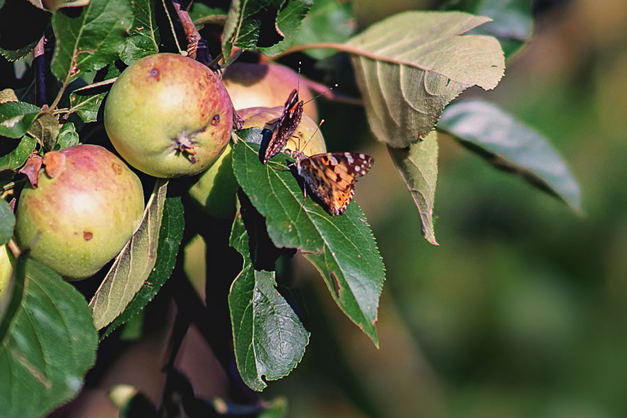 Dekoratives Bild Dekoratives Bild