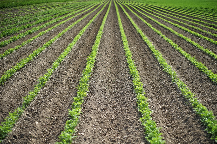 Dekoratives Bild Dekoratives Bild