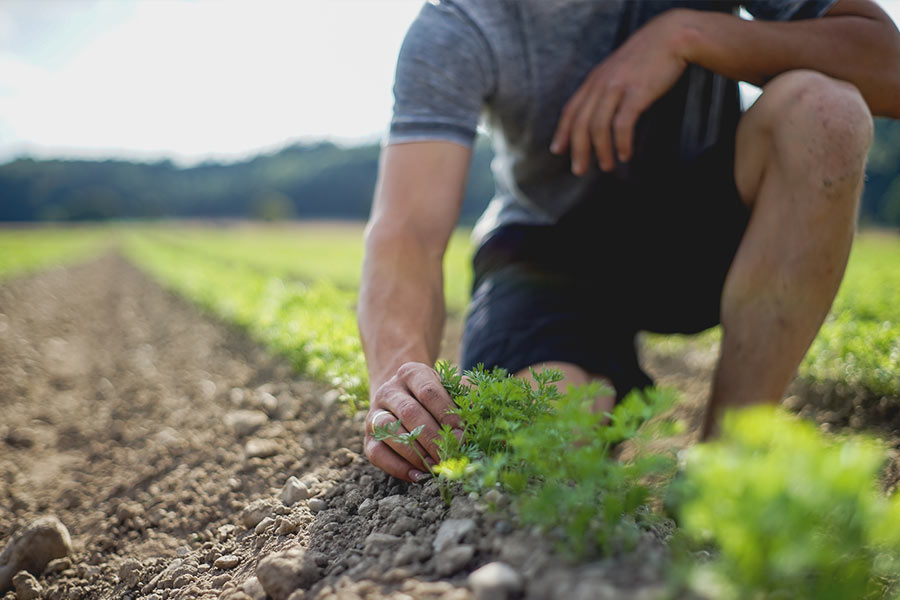 Dekoratives Bild Dekoratives Bild