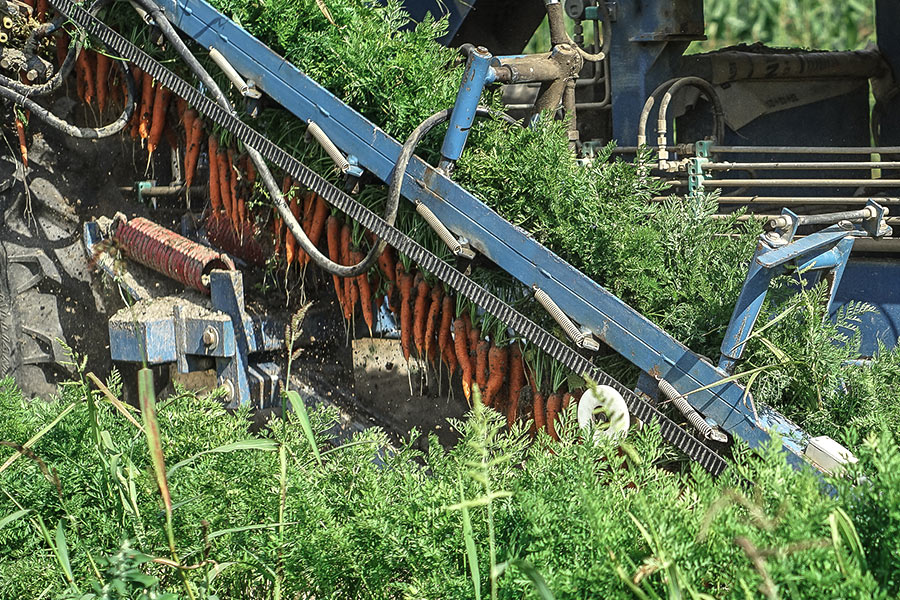 Dekoratives Bild Dekoratives Bild