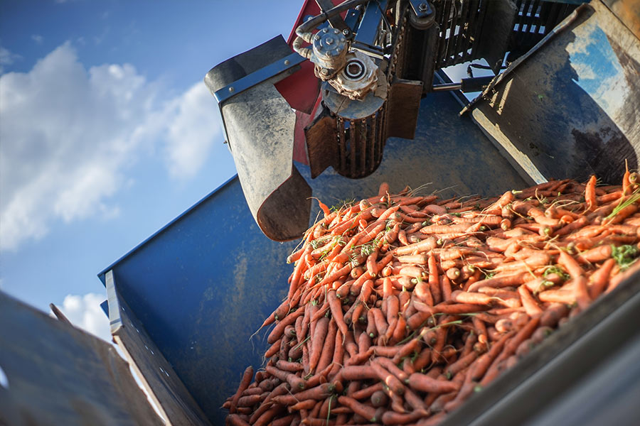 Dekoratives Bild Dekoratives Bild